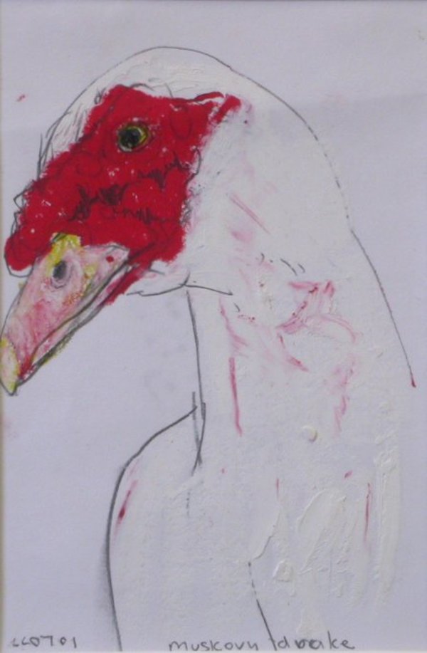 Muscovy drake by Lucy Culliton, Image 1.