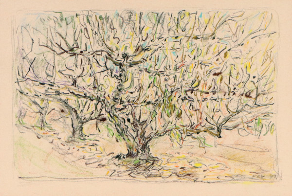 Apple tree (Bilpin) by Merrick Fry