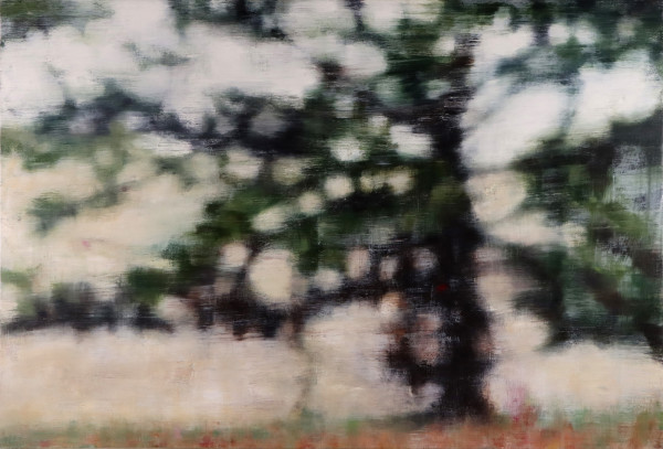 Conifer - Essington by Joanna Logue
