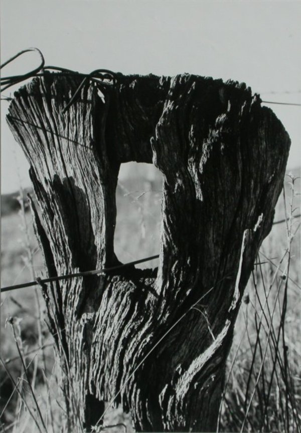 weathered fence post, Evans Plains by Frederick Smith