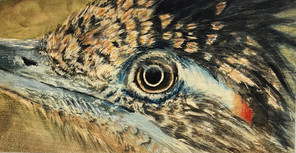 Roadrunner by Joy Grant