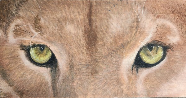 Mountain lion by Joy Grant