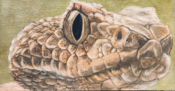 Rattlesnake by Joy Grant