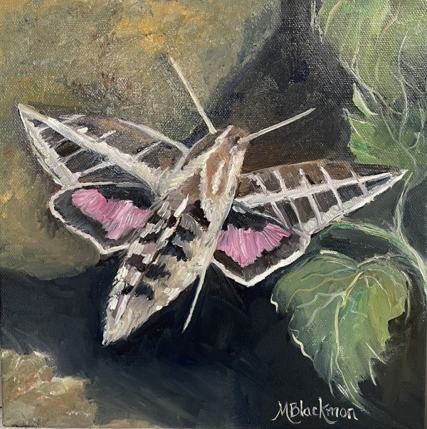 Sphinx Moth by Michelle Blackmon