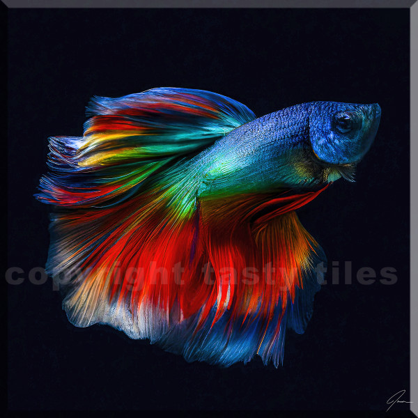Fighting fish by The Tasty Tile Company