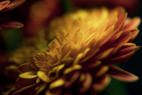 PETALS' GLOW by Eric C. Jackson