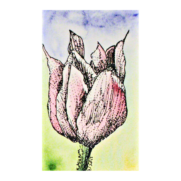 Tulip Solo by Helena Kuttner-Giasson