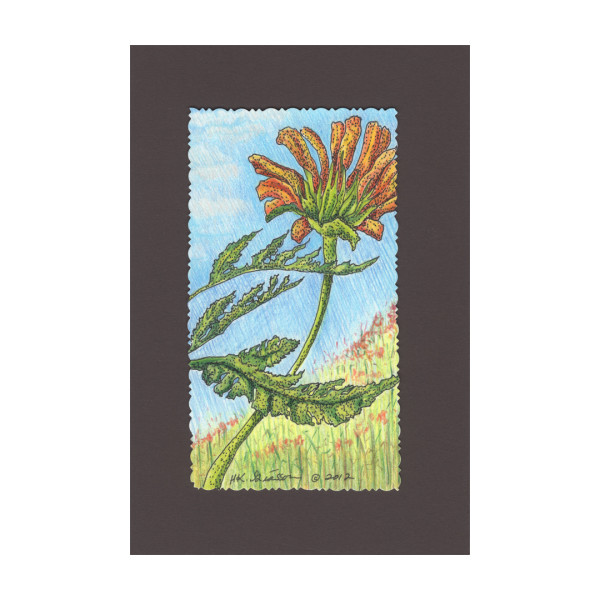 Aztec Sunflower Floral Drawing by Helena Kuttner-Giasson
