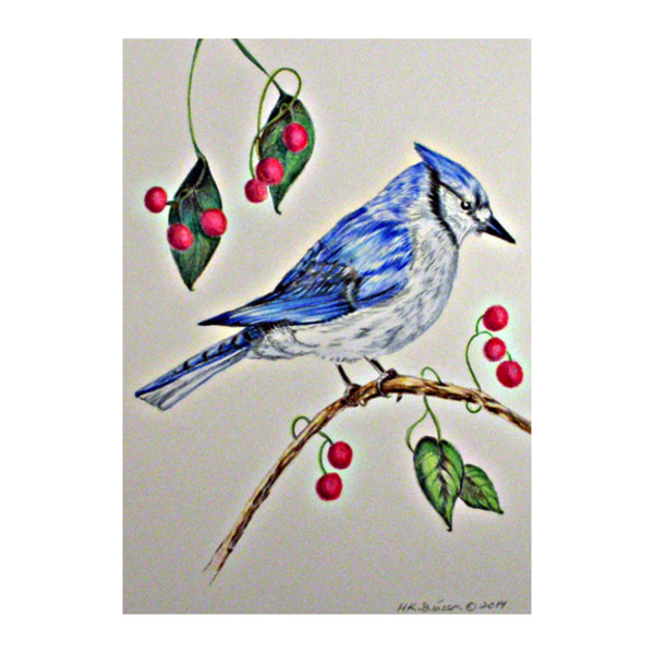 Wild Jay With Berries by Helena Kuttner-Giasson