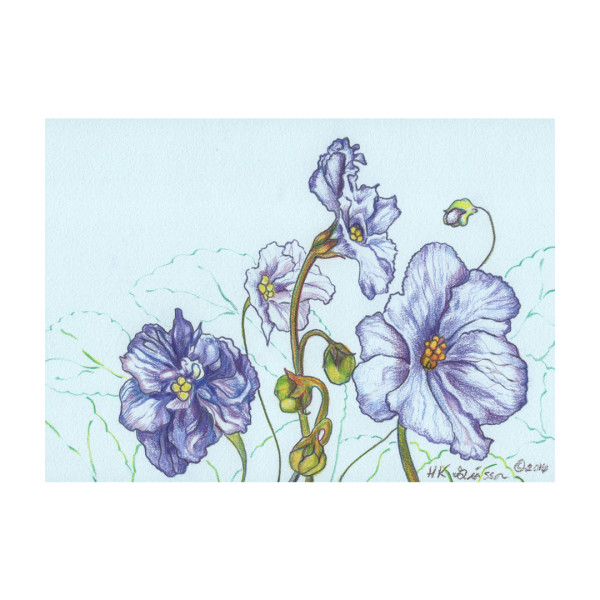 Violet Parade 4 Floral Drawing by Helena Kuttner-Giasson