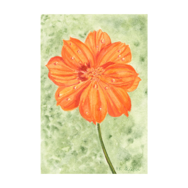 Orange Wildflower by Helena Kuttner-Giasson