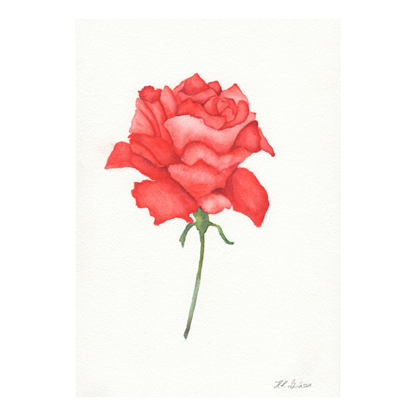 Red Rose by Helena Kuttner-Giasson, Image 1.