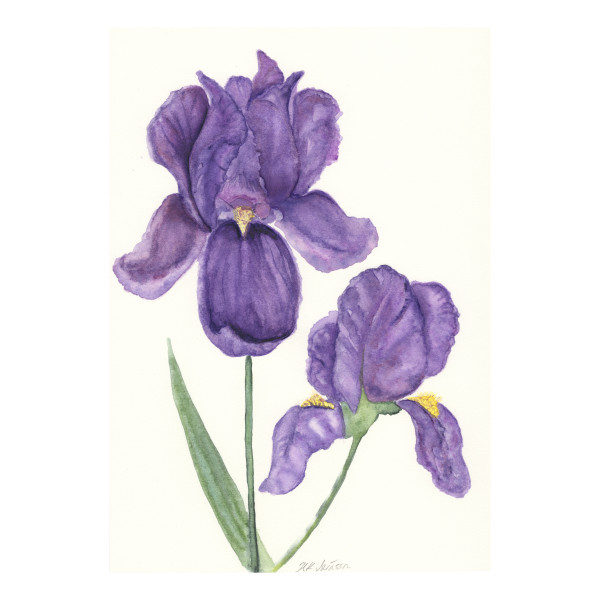 Purple Iris Pair by Helena Kuttner-Giasson