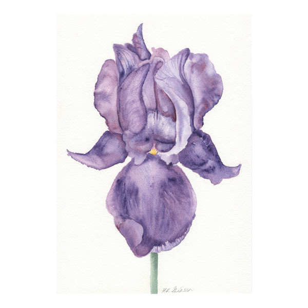 Imperial Iris by Helena Kuttner-Giasson, Image 1.