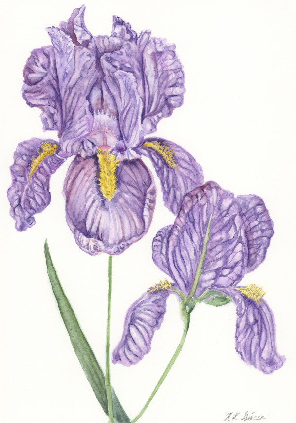 Frilly Purple Iris by Helena Kuttner-Giasson