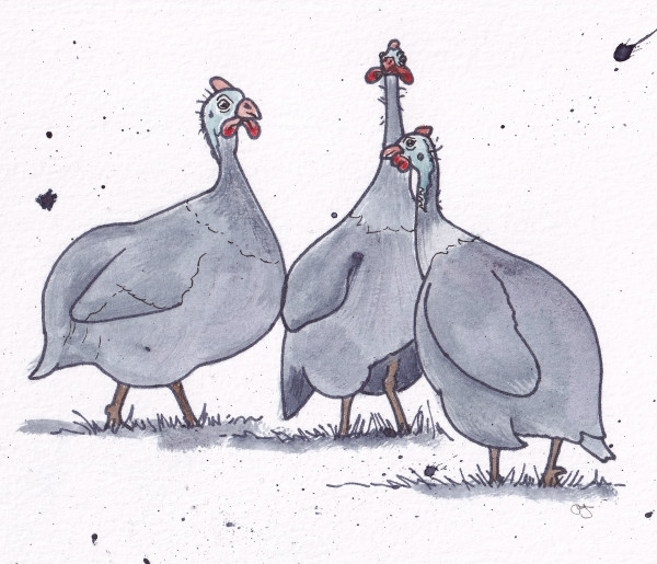 2022_Guinea_Fowl by Paula Jobson 