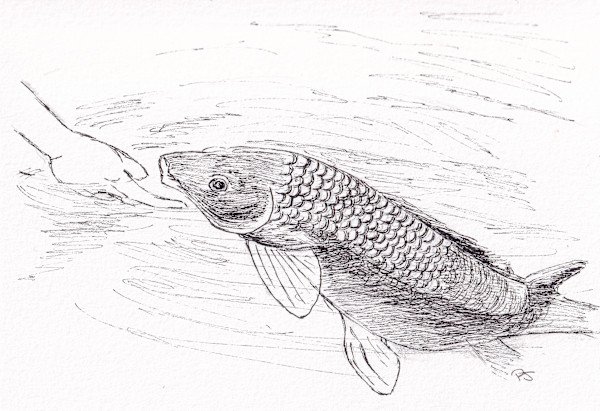 Playful Carp by Paula Jobson