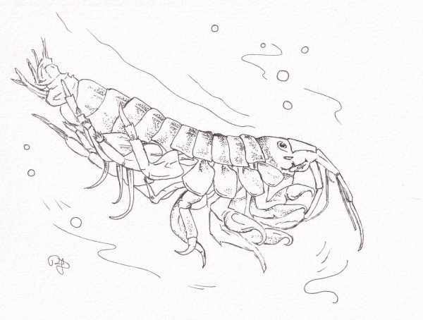 Devil Shrimp by Paula Jobson
