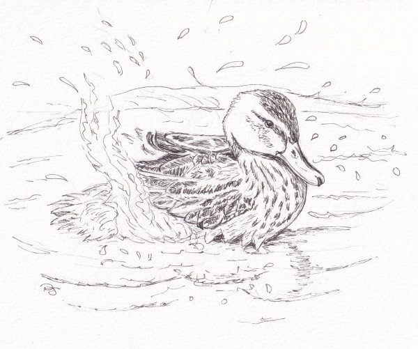 Duck Splashes by Paula Jobson