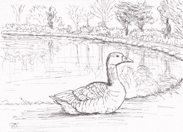 Goose by Paula Jobson
