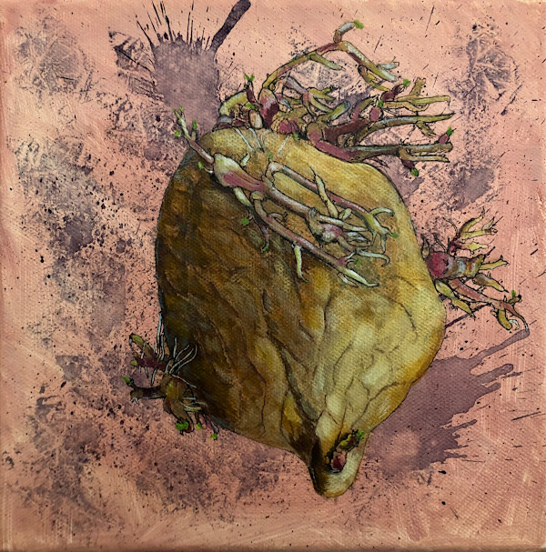 Sprouting Potato by Paula Jobson