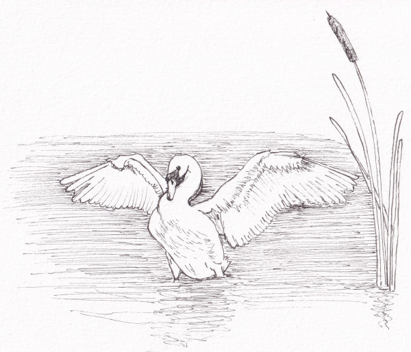 Swan stretches by Paula Jobson