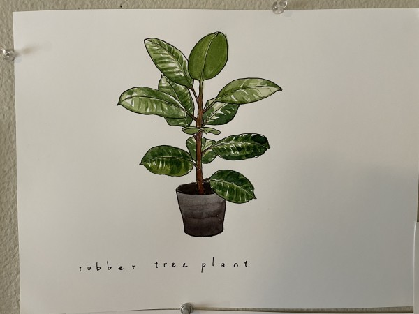 Rubber Tree Plant by curtis bay