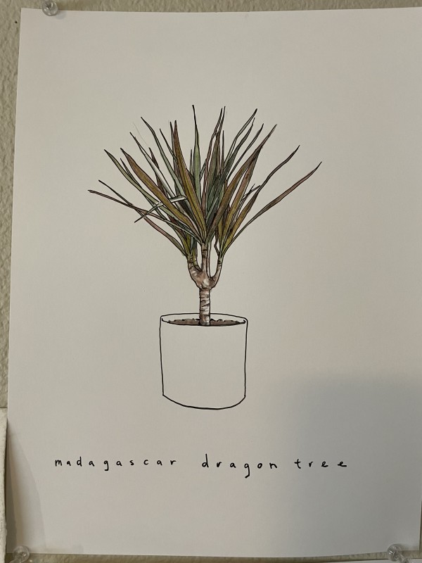 Madagascar dragon tree by curtis bay