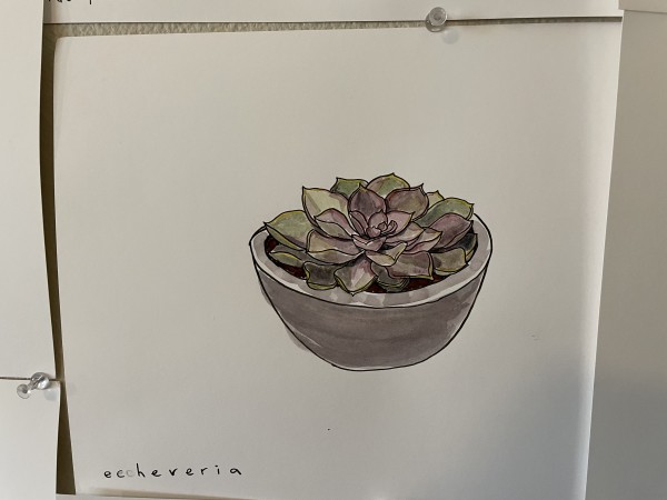 Echeveria by curtis bay