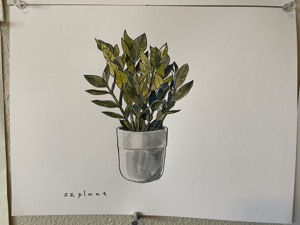 ZZ Plant by curtis bay
