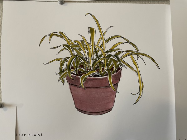 Spider Plant by curtis bay