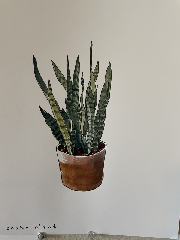 Snake Plant by curtis bay