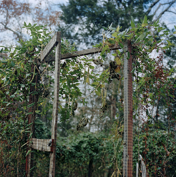 Garden Gate by Rosie Brock, Image 1.