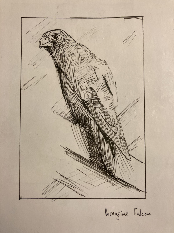 Peregrine Falcon by Brian Huntress
