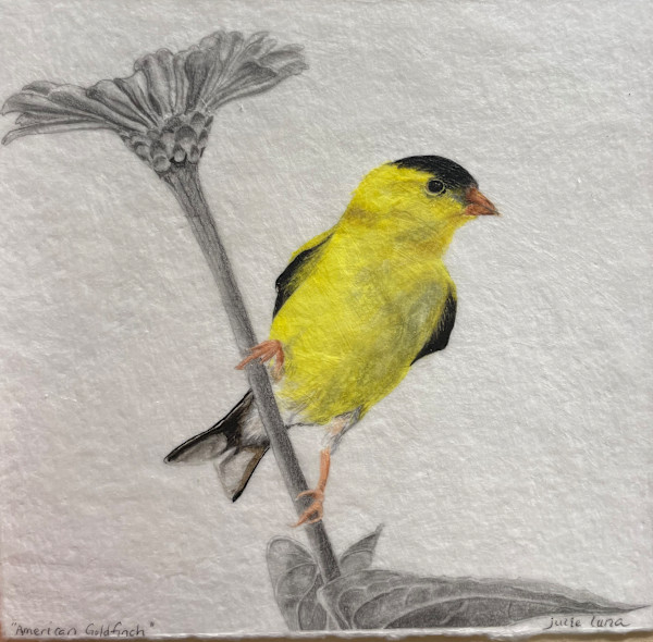 American Goldfinch by Julie Luna, Image 1.