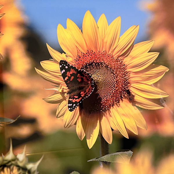 Sunflower by Arlen Cohn