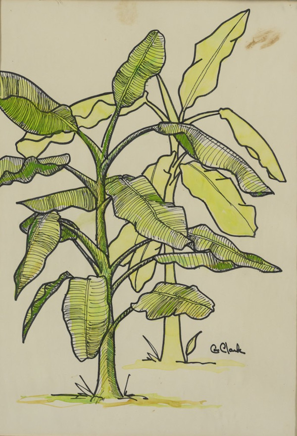 Banana Tree by Gary Clark