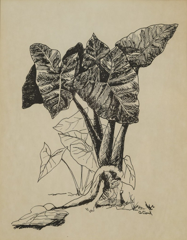 Elephant Ears in Black and White by Gary Clark