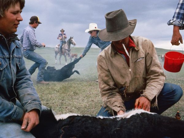 Branding & Castration, Ken Rossman Ranch, Utica, WY by Sam Abell, Image 14.