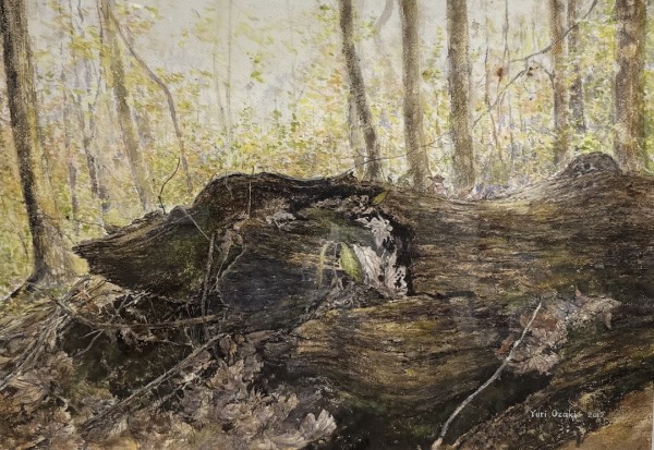 Rotting Tree Stump 2 by Yuri Ozaki