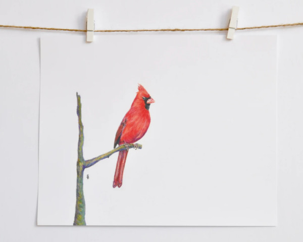Northern Cardinal by Sam Brunson