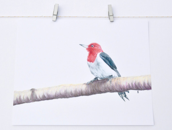 Red-headed Woodpecker by Sam Brunson