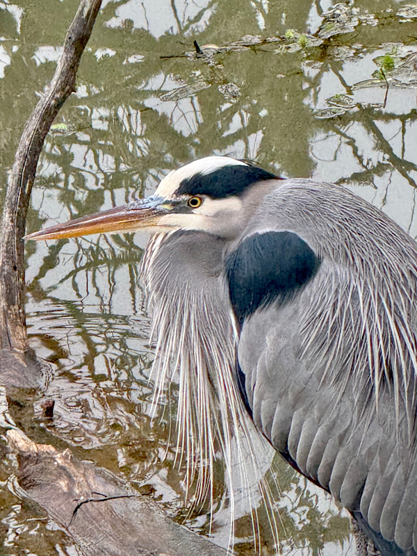 Winter at Delta Ponds: Heron by tova stabin