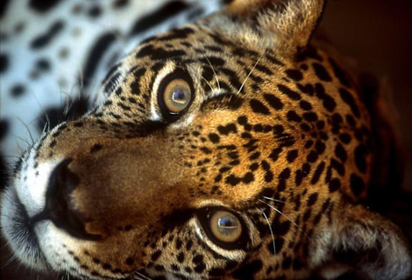 Jaguar - Amazon by Jenny Jonak, Image 1.