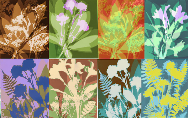Botanica Flora Photograms by Lois Bender, Image 1.