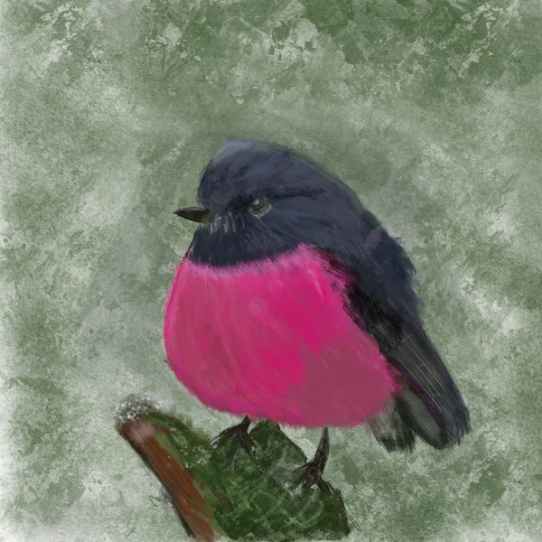 A pink Robin by Bella Moraes ArtWork