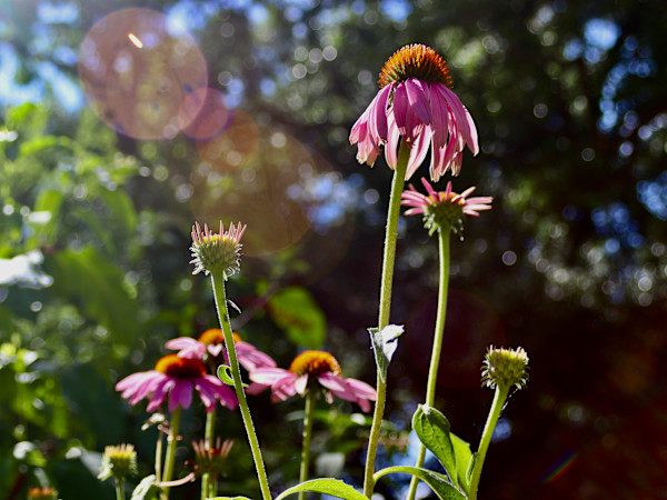 Coneflower 2 by Jay Laxton