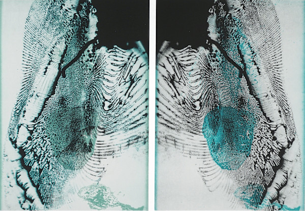 Double Bird Bones with Fish Head by Dorothea Van Camp