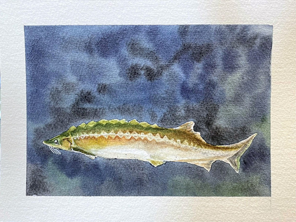 Salmon by Bronwyn Teixeira