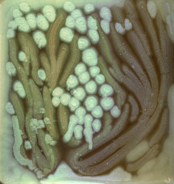 Branching Scopulariopsis by Annika Ruda